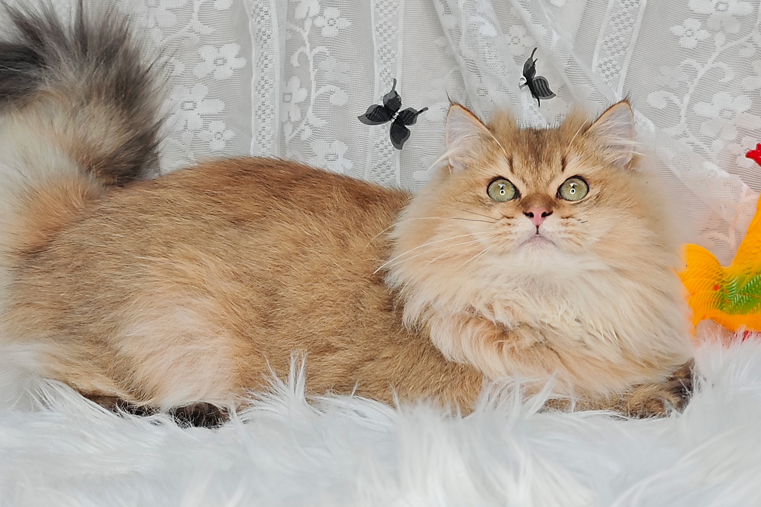 超级毛量王！成都长毛金弟弟